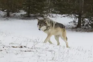 Grey Wolf (Canis lupus) adult, walking into snow covered woodland clearing, Minnesota, U. S. A. January (captive)