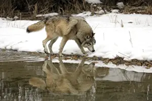 Wolf Prints: Grey Wolf (Canis lupus) adult, walking in snow at edge of water