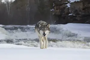 Wolf Prints: Grey Wolf (Canis lupus) adult, walking on snow beside river rapids