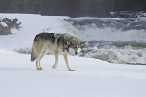 Grey Wolf (Canis lupus) adult, walking on snow in front of river rapids, Minnesota, U. S. A. January (captive)