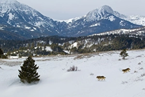 Wolf Prints: Grey Wolf (Canis lupus) two adults