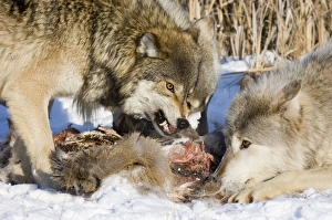 Interacting Prints: Grey Wolf (Canis lupus) adults