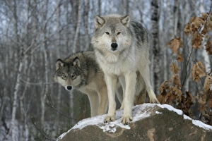 Grey Prints: Grey Wolf (Canis lupus) two adults