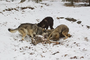 Killed Prints: Grey Wolf (Canis lupus) four adults