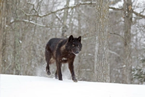Wolf Prints: Grey Wolf (Canis lupus) black form