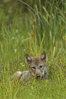 Pups Prints: Grey Wolf (Canis lupus) pup, resting in marshland