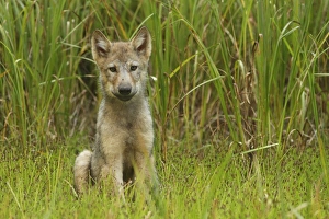 Pups Prints: Grey Wolf (Canis lupus) pup, sitting in marshland