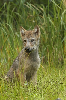 Grey Wolf (Canis lupus) pup, sitting in marshland, in temperate coastal rainforest, Coast Mountains