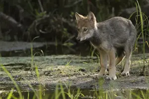 Pups Prints: Grey Wolf (Canis lupus) pup, standing at edge of water in marshland