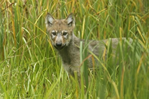 Pups Prints: Grey Wolf (Canis lupus) pup, standing in marshland