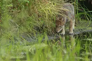 Pups Prints: Grey Wolf (Canis lupus) pup, walking at edge of water in marshland