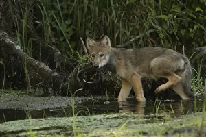 Pups Prints: Grey Wolf (Canis lupus) pup, walking in shallow water on marshland