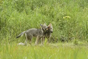 Pups Prints: Grey Wolf (Canis lupus) two pups