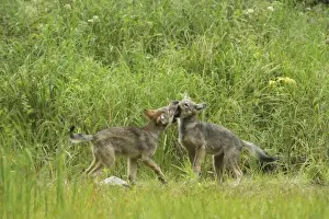Grey Wolf (Canis lupus) two pups, playfighting in marshland, in temperate coastal rainforest, Coast Mountains