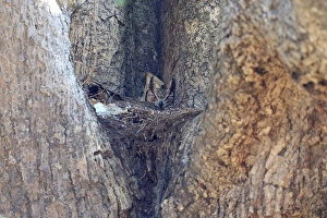 Gambia Prints: Greyish Eagle-owl (Bubo cinerascens) adult, sitting on nest in tree, Gambia, January