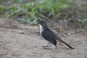 Greyish Saltator (Saltator coerulescens) adult, with beak open, standing on ground, Pantanal, Mato Grosso, Brazil