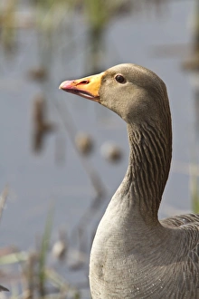 Bill Prints: Greylag Goose