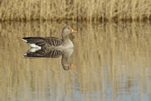 Swimming Prints: Greylag Goose (Anser anser) adult, swimming, with reflections of reedbed, St