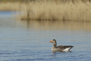 Swimming Prints: Greylag Goose (Anser anser) adult