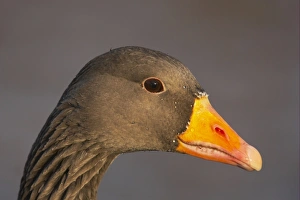 Greylags Prints: Greylag Goose (Anser anser) adult