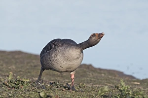 Greylags Prints: Greylag Goose (Anser anser) adult