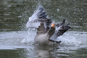 Splash Prints: Greylag Goose (Anser anser) adult, bathing, Oxfordshire, England