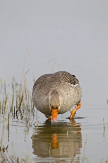 Wading Prints: Greylag Goose (Anser anser) adult