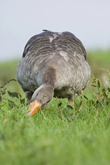 Greylags Prints: Greylag Goose (Anser anser) adult