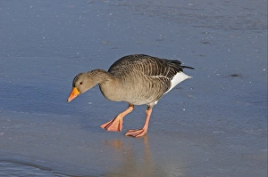 Greylags Prints: Greylag Goose (Anser anser) adult