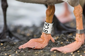 Greylag Goose (Anser anser) adult, close-up of legs with identification rings, Caerlaverock, Dumfries, Scotland, winter