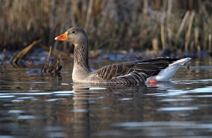 Greylag Goose (Anser anser) adult, swimming on lake, Duns Castle, Duns, Berwickshire, Scottish Borders, Scotland