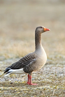 Geese Prints: Greylag Goose (Anser anser) adult