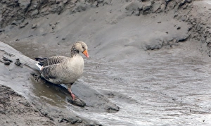 Greylag Goose (Anser anser) adult, walking down bank of tidal creek, on mudflats at low tide, Snettisham RSPB Reserve