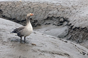 Greylag Goose (Anser anser) adult, standing on bank of tidal creek, on mudflats at low tide, Snettisham RSPB Reserve