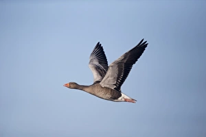 Greylag Goose (Anser anser) adult, in flight, Slimbridge, Gloucestershire, England, December