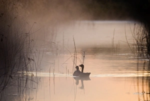 Dyke Prints: Greylag Goose (Anser anser) adult pair