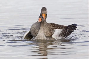 Greylag Goose (Anser anser) adult pair, mating in water, Slimbridge, Gloucestershire, England, february