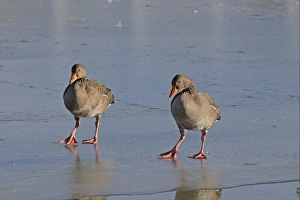 Greylag Goose (Anser anser) adult pair, walking on ice, Slimbridge, Gloucestershire, England, december