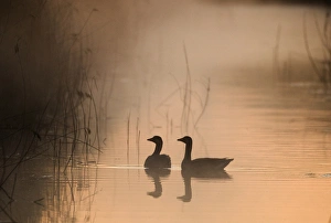 Greylag Goose (Anser anser) adult pair, swimming on dyke, silhouetted at dawn, Cley Marshes Reserve, Cley-next-the-sea, Norfolk, England, april