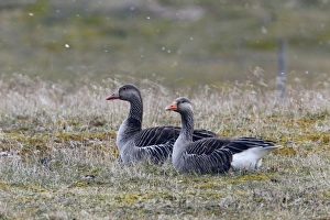 Greylag Goose (Anser anser) adult pair, resting on ground in lightly falling snow, Snettisham RSPB Reserve, The Wash