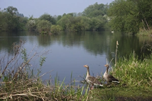 Father Prints: Greylag Goose (Anser anser) adult pair with goslings
