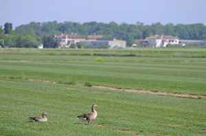 Greylags Prints: Greylag Goose (Anser anser) two adults, in farmland habitat, Italy, may