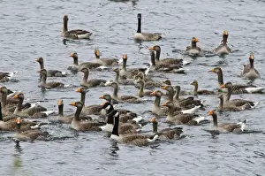 Greylag Goose (Anser anser) and Canada Goose (Branta canadensis) adults and young
