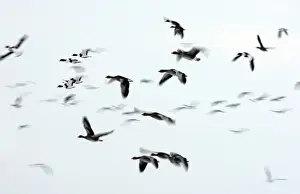 Blur Prints: Greylag Goose (Anser anser) and Common Shelduck (Tadorna tadorna) mixed flock
