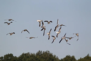 Greylags Prints: Greylag Goose (Anser anser) flock