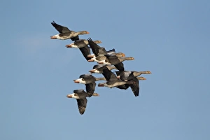 Greylags Prints: Greylag Goose (Anser anser) flock
