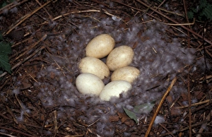 Greylags Prints: Greylag Goose (Anser anser) Nest containing six eggs