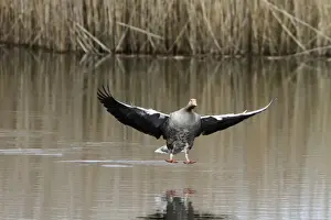Wild Fowl Prints: Greylag Goose coming into land - RSPB Minsmere, Suffolk