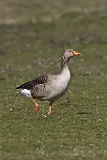 Wild Fowl Prints: Greylag Goose at Lackford Lakes Nature Reserve Suffolk