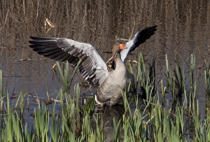 Wild Fowl Prints: Greylag Goose in marshland habitat - RSPB Minsmere, Suffolk